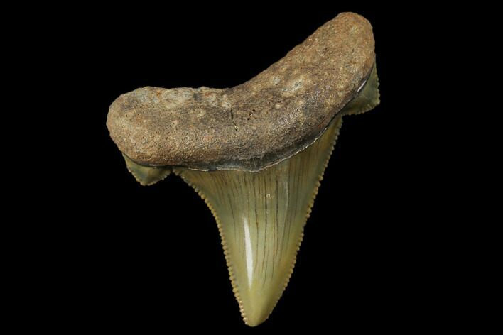 Serrated, Fossil Auriculatus Tooth - North Carolina #173784